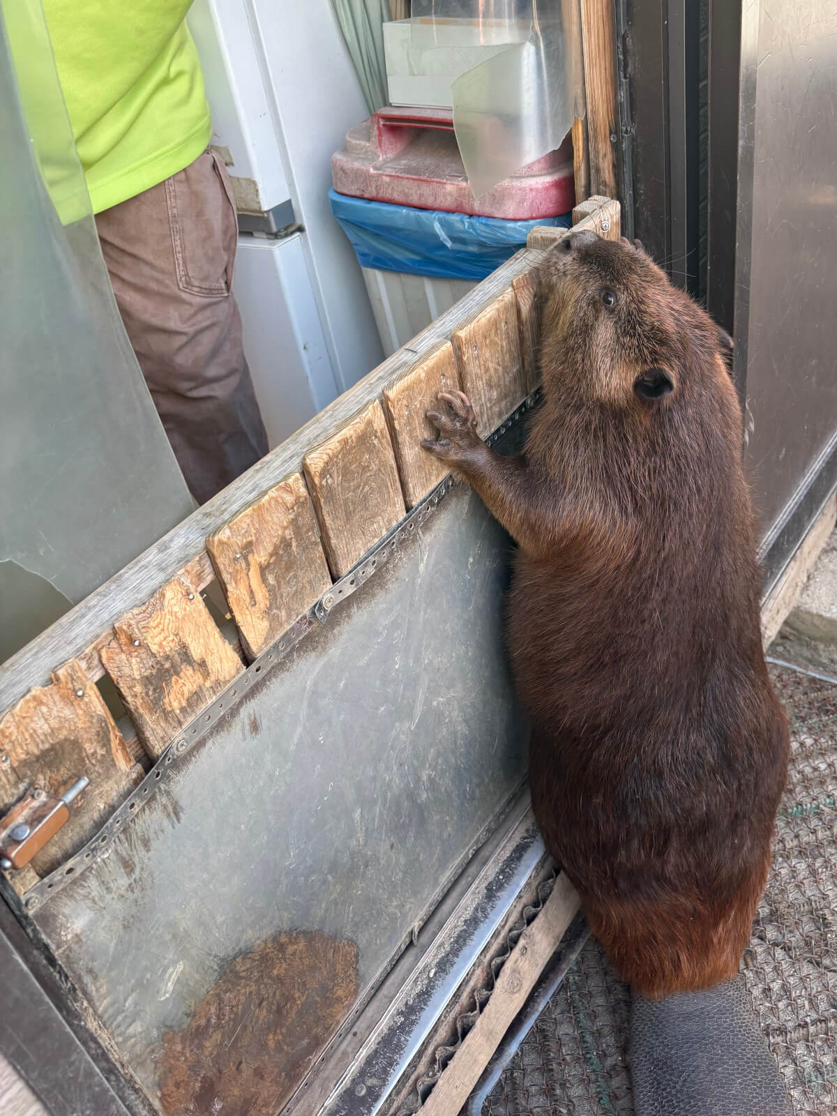 飼育員さんに日課のお芋を貰うビーバーさん